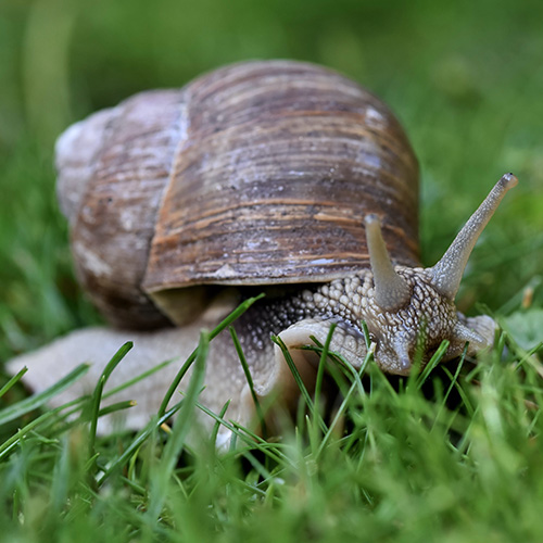 sample snail on fresh grass